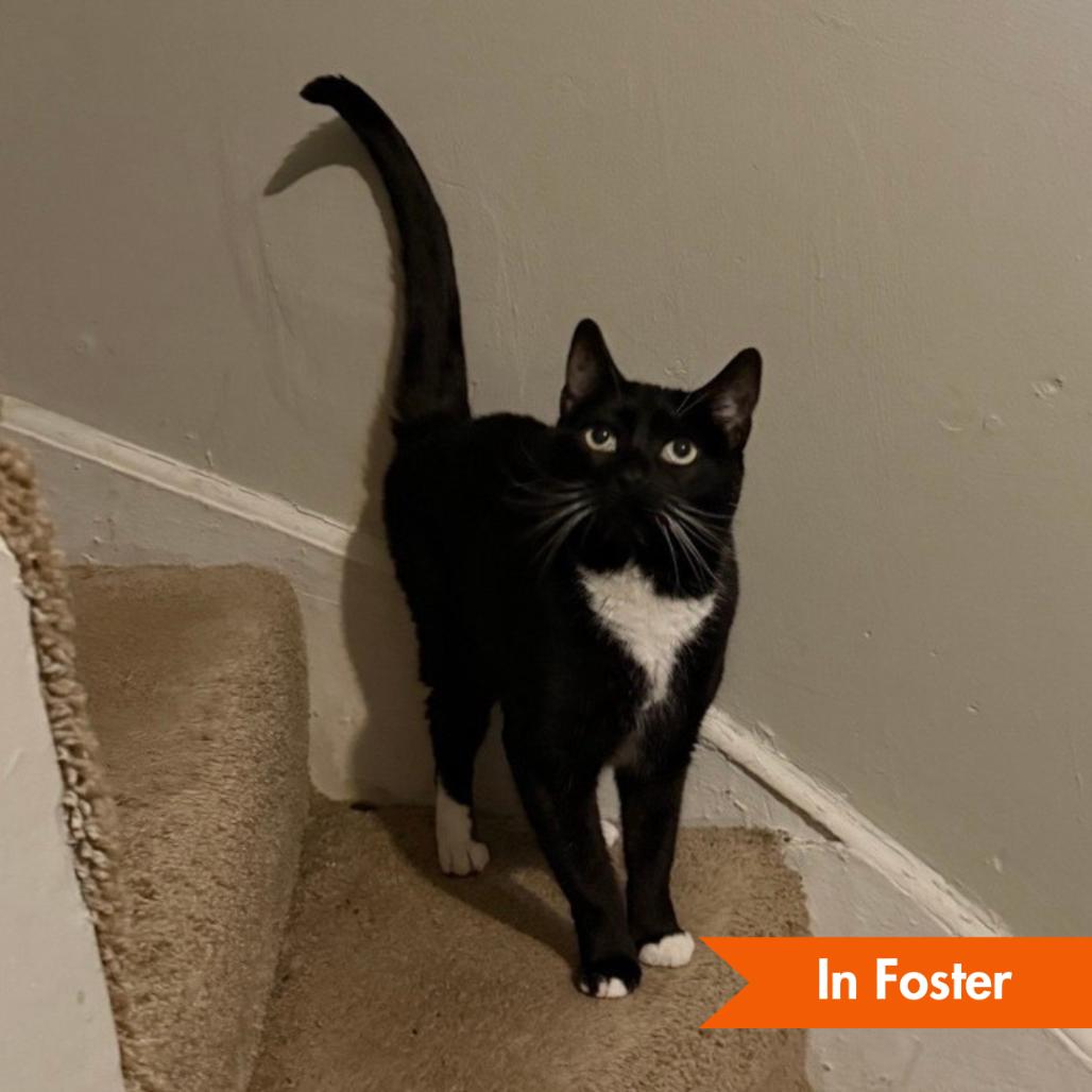 Lady Winston Peppercorn, Adoptable, Senior Female Domestic Short Hair.