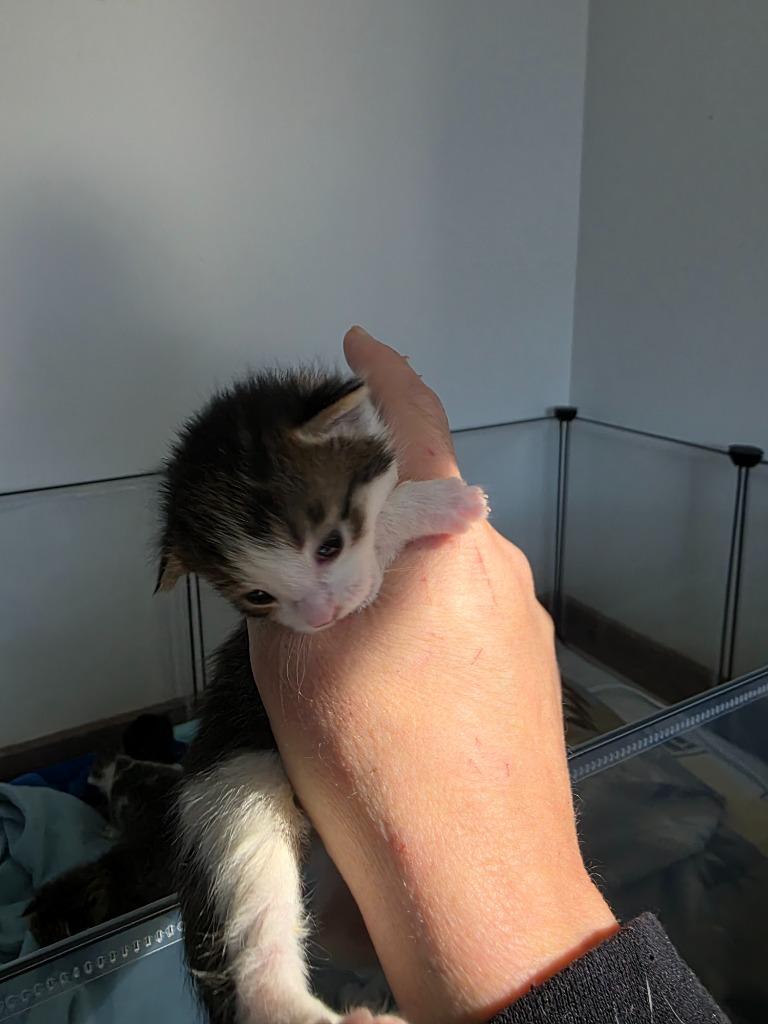 Hopper, Adoptable, Kitten Male Domestic Short Hair.