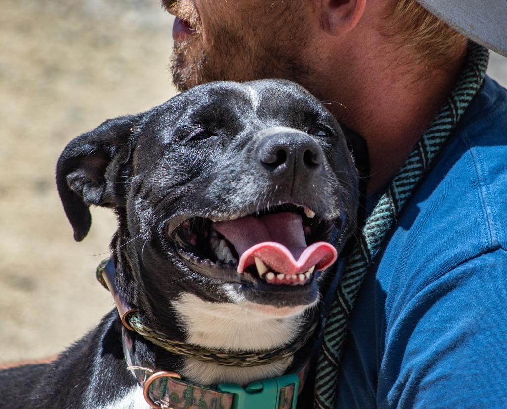 Laika (Mara), Adoptable, Adult Female Boxer.