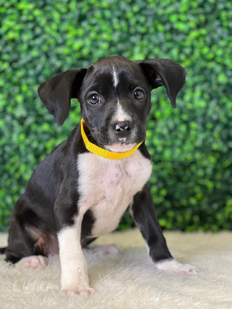 Enlarge Laika (Mara), a Adoptable mixed breed in Tehachapi, CA image 3/6