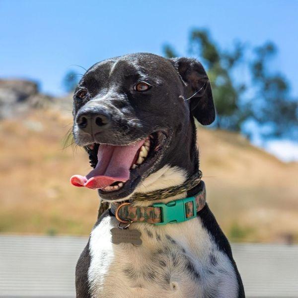 Enlarge Laika (Mara), a Adoptable mixed breed in Tehachapi, CA image 4/6