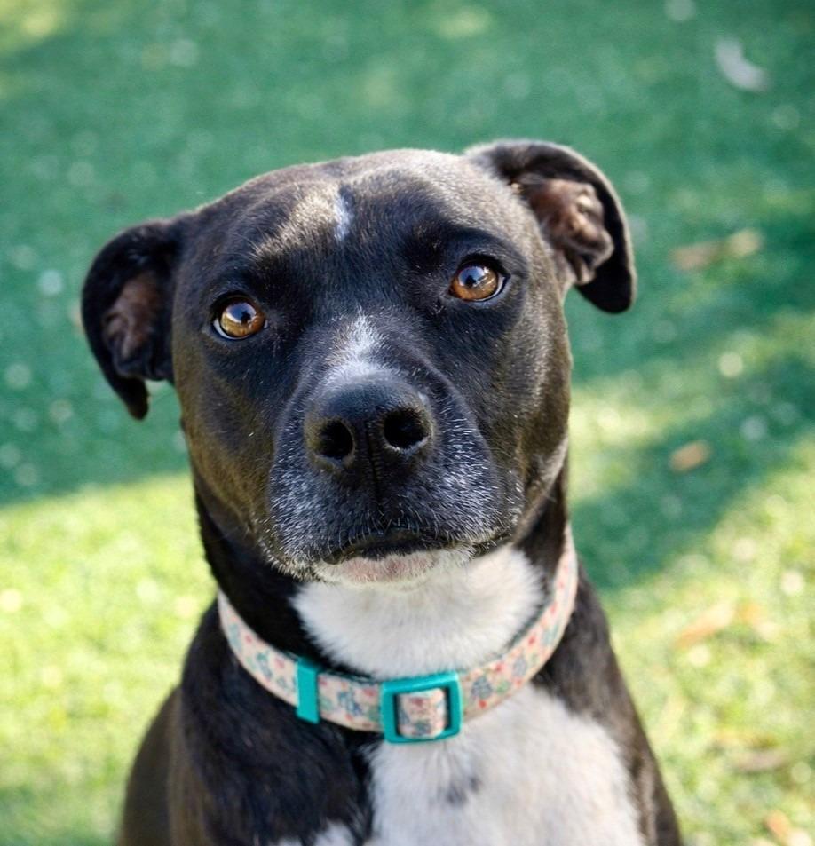 Enlarge Laika (Mara), a Adoptable mixed breed in Tehachapi, CA image 5/6