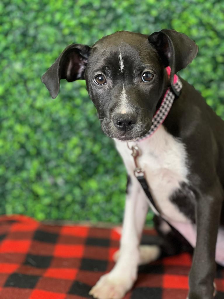 Enlarge Laika (Mara), a Adoptable mixed breed in Tehachapi, CA image 6/6