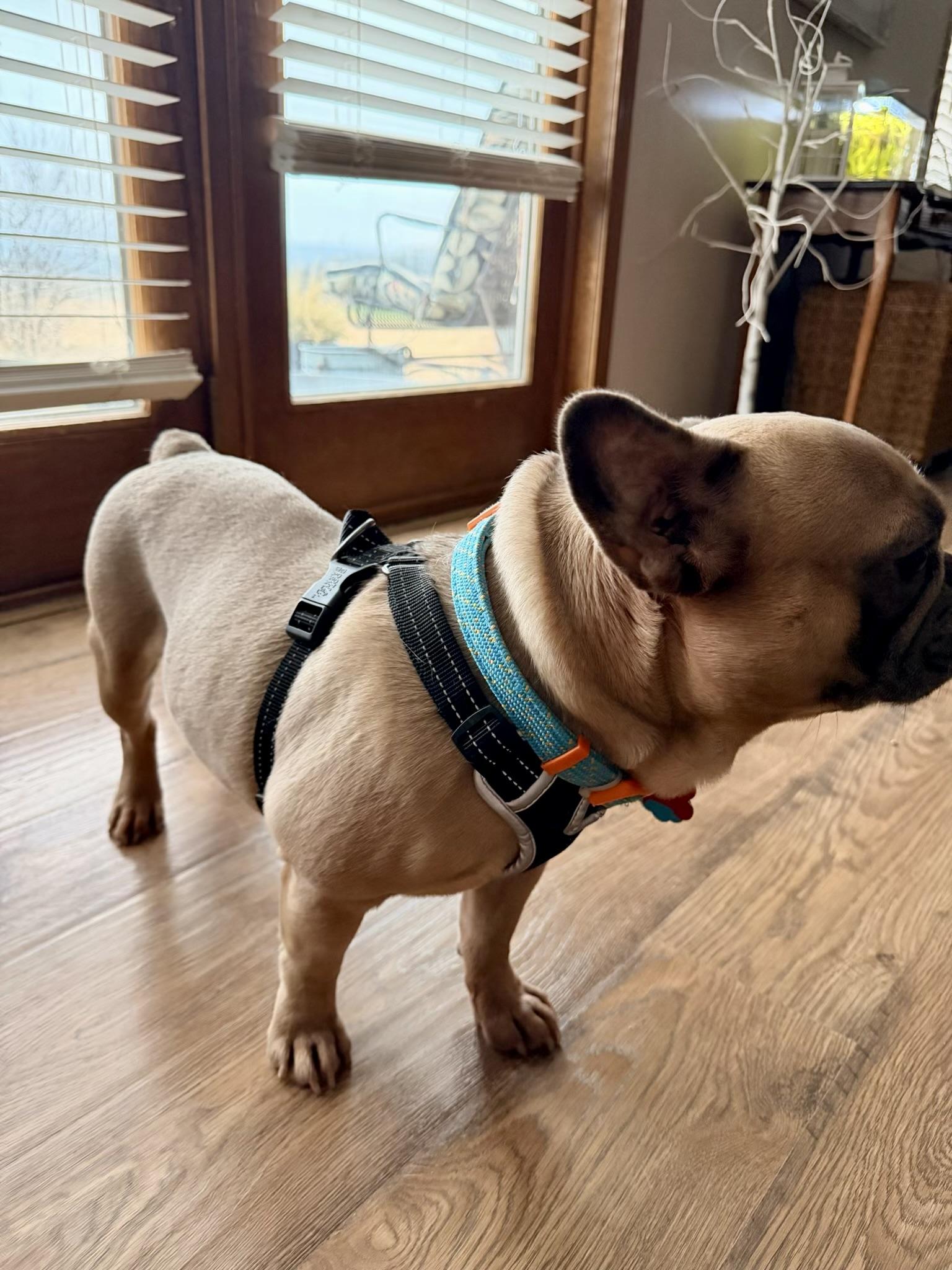 Dexter, an adoptable French Bulldog in North Freedom, WI image 1/3