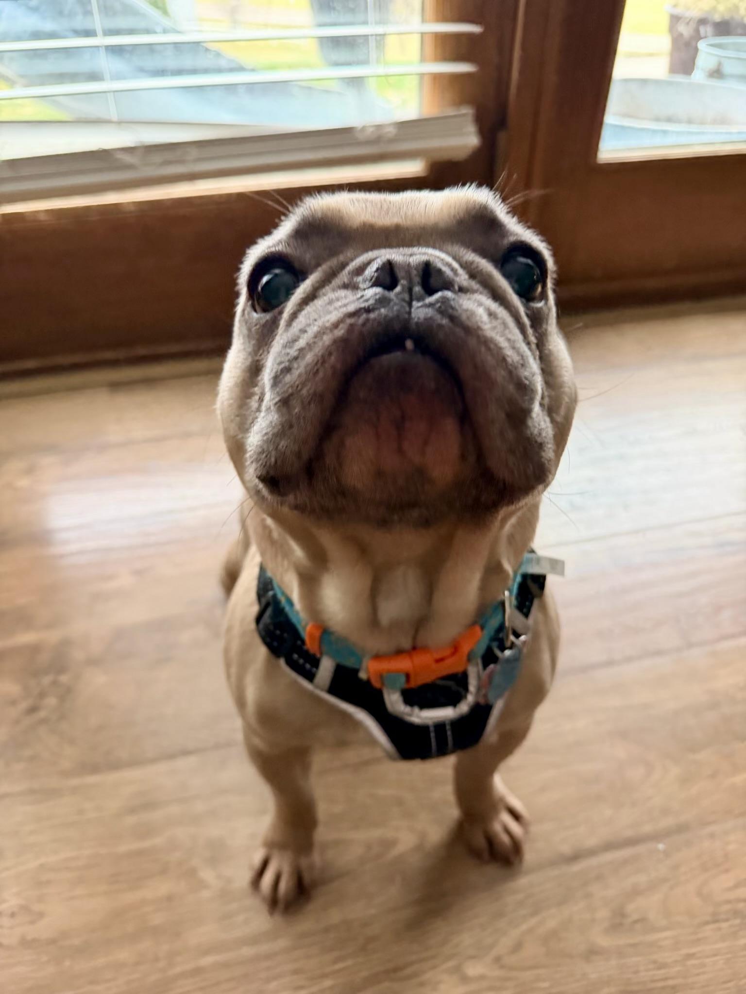 Dexter, an adoptable French Bulldog in North Freedom, WI image 2/3