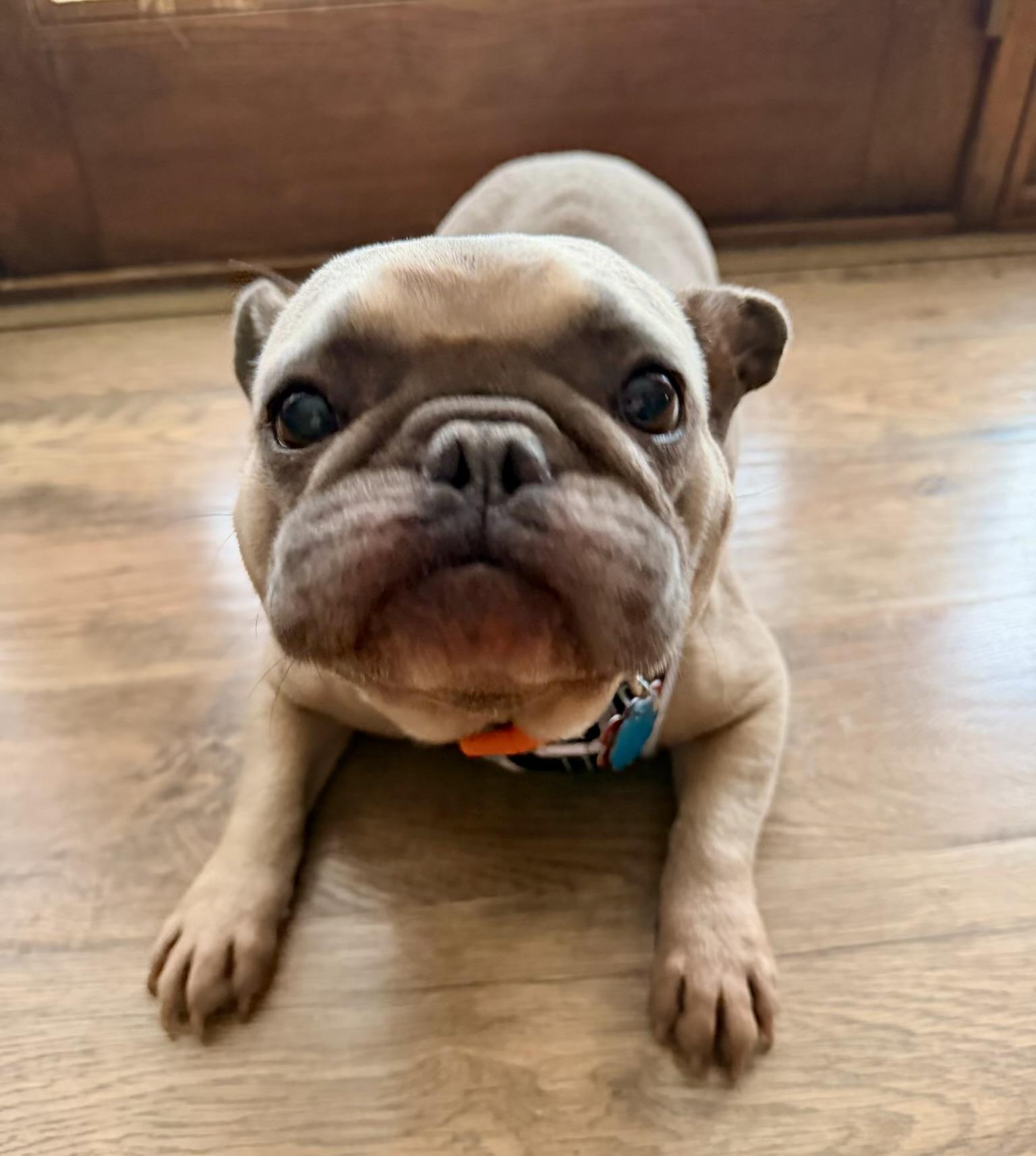 Dexter, an adoptable French Bulldog in North Freedom, WI image 3/3