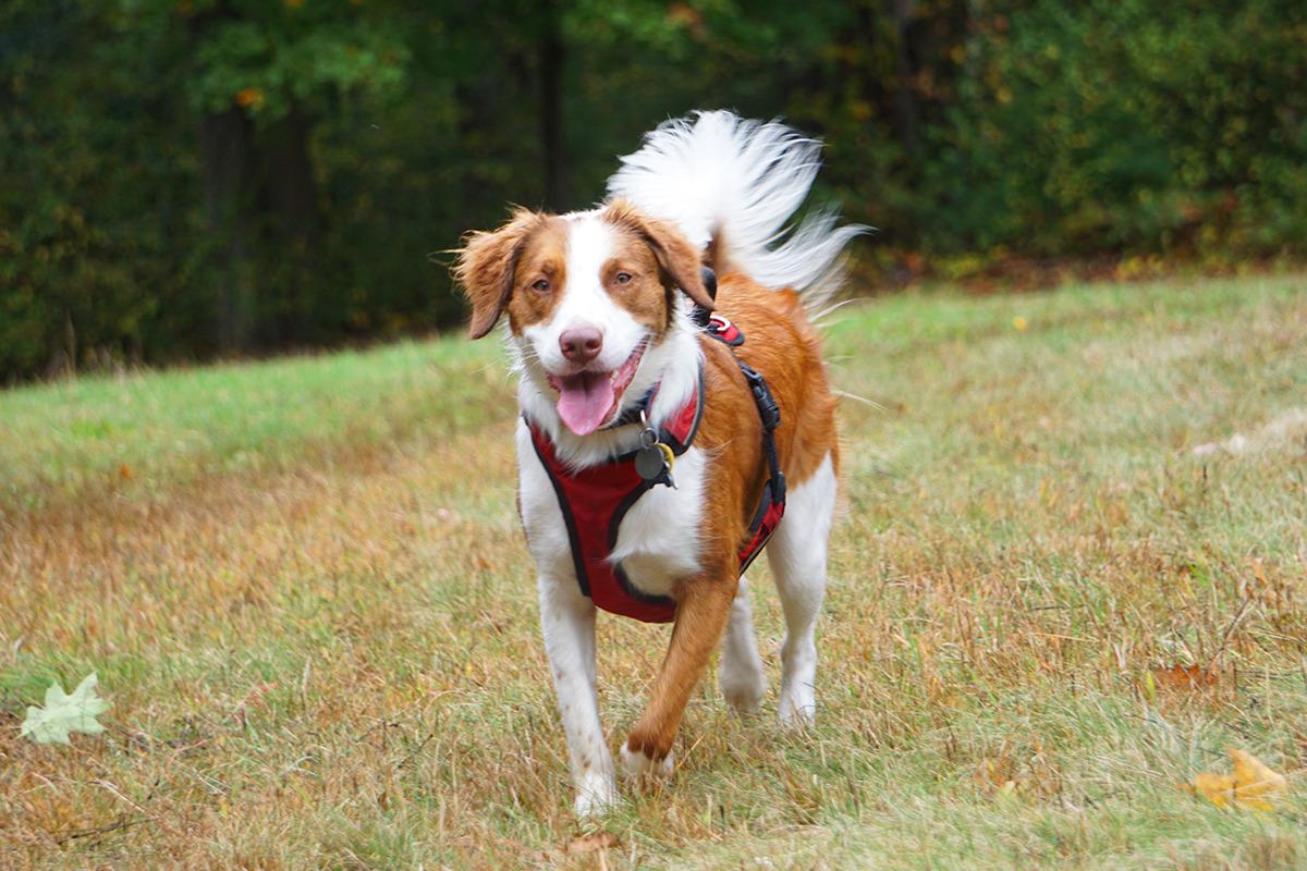 Ivy, ADOPTABLE, Adult Female Australian Shepherd.