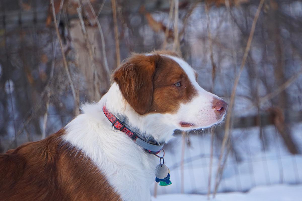 Enlarge Ivy, a ADOPTABLE mixed breed in Wayland, MA image 3/4
