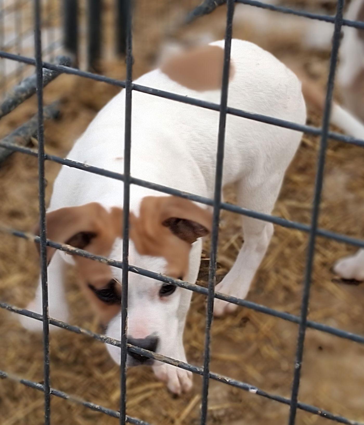Oliver, Adopted, Puppy Male Boxer.