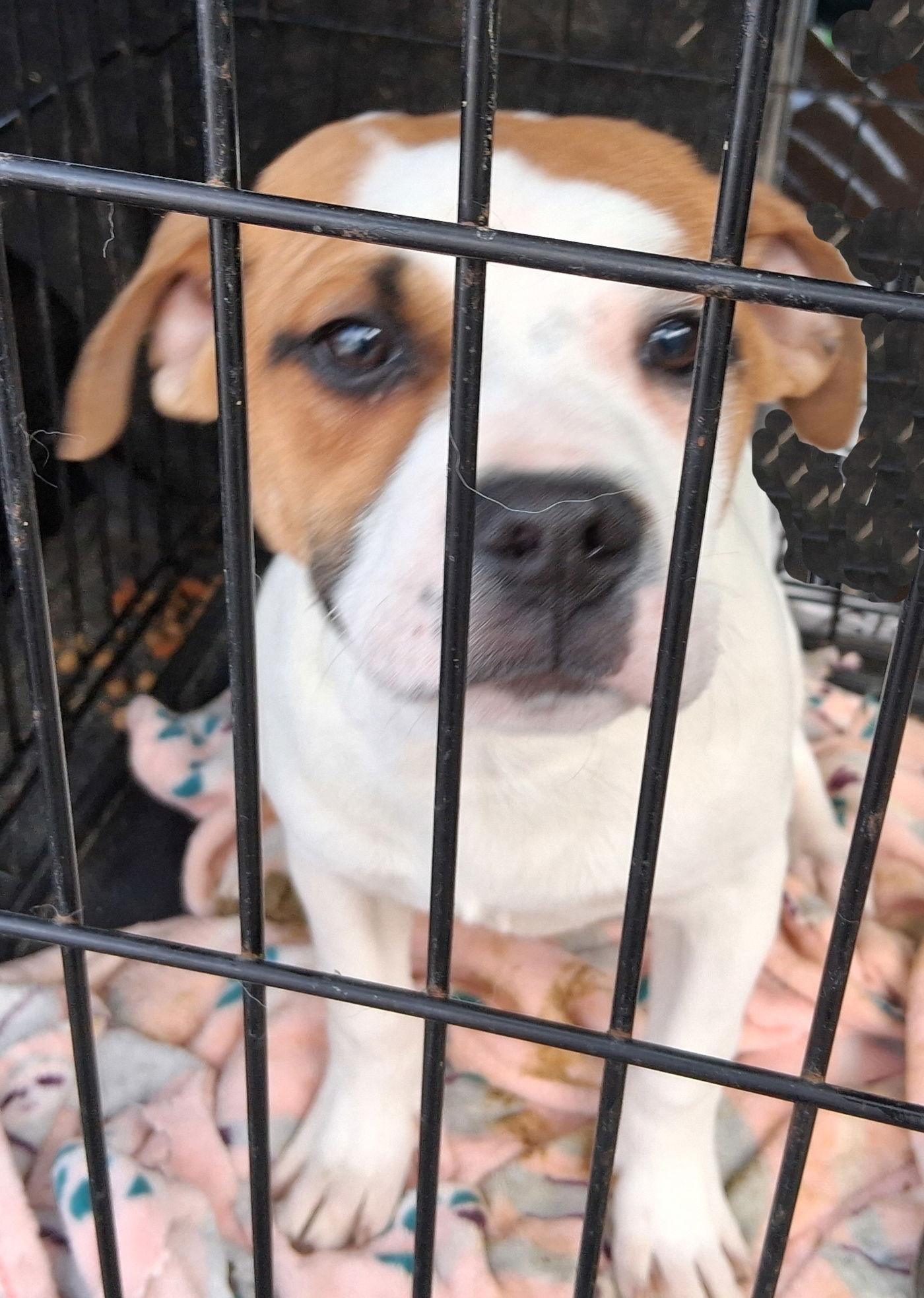 Enlarge Oliver, a Adopted Boxer in Mcconnelsville, OH image 2/3