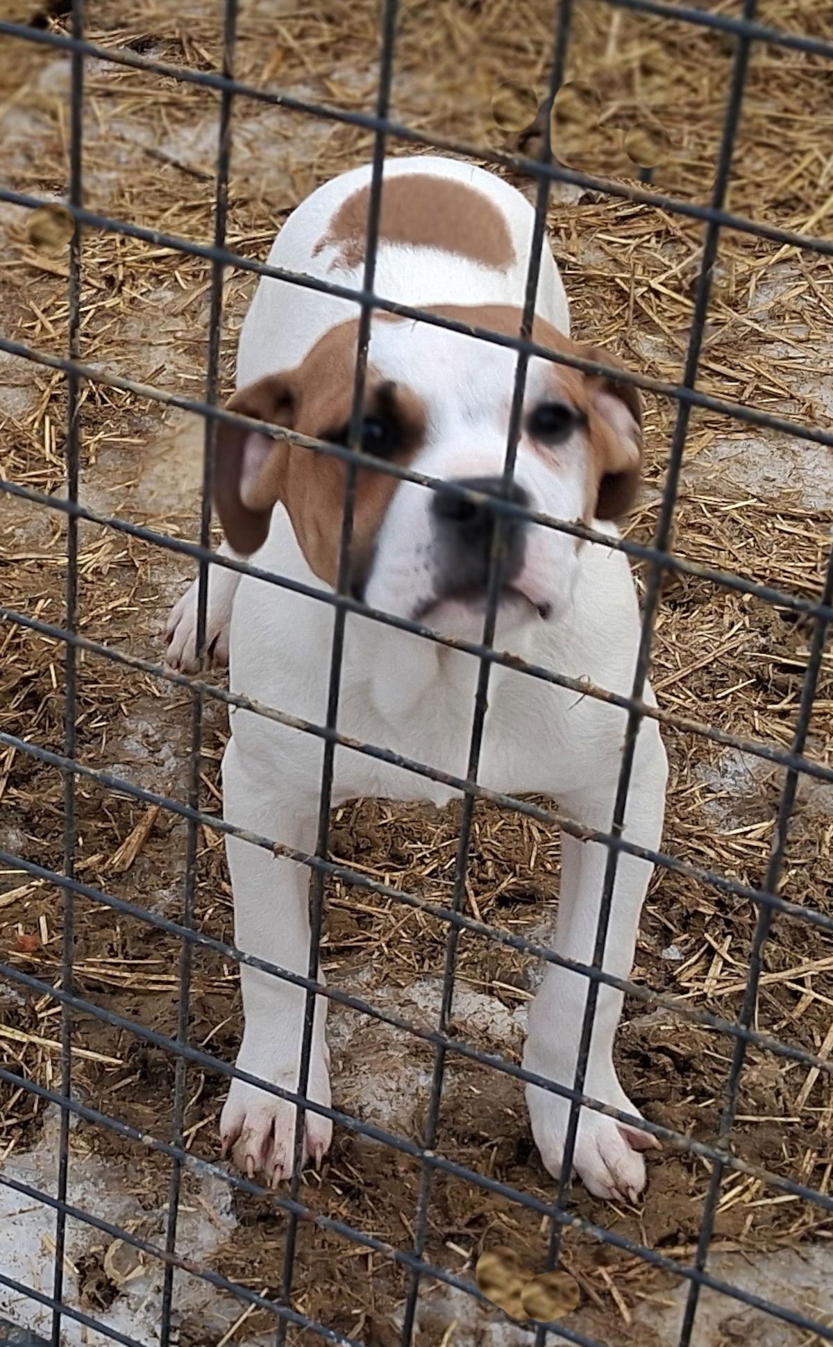 Enlarge Oliver, a Adopted Boxer in Mcconnelsville, OH image 3/3