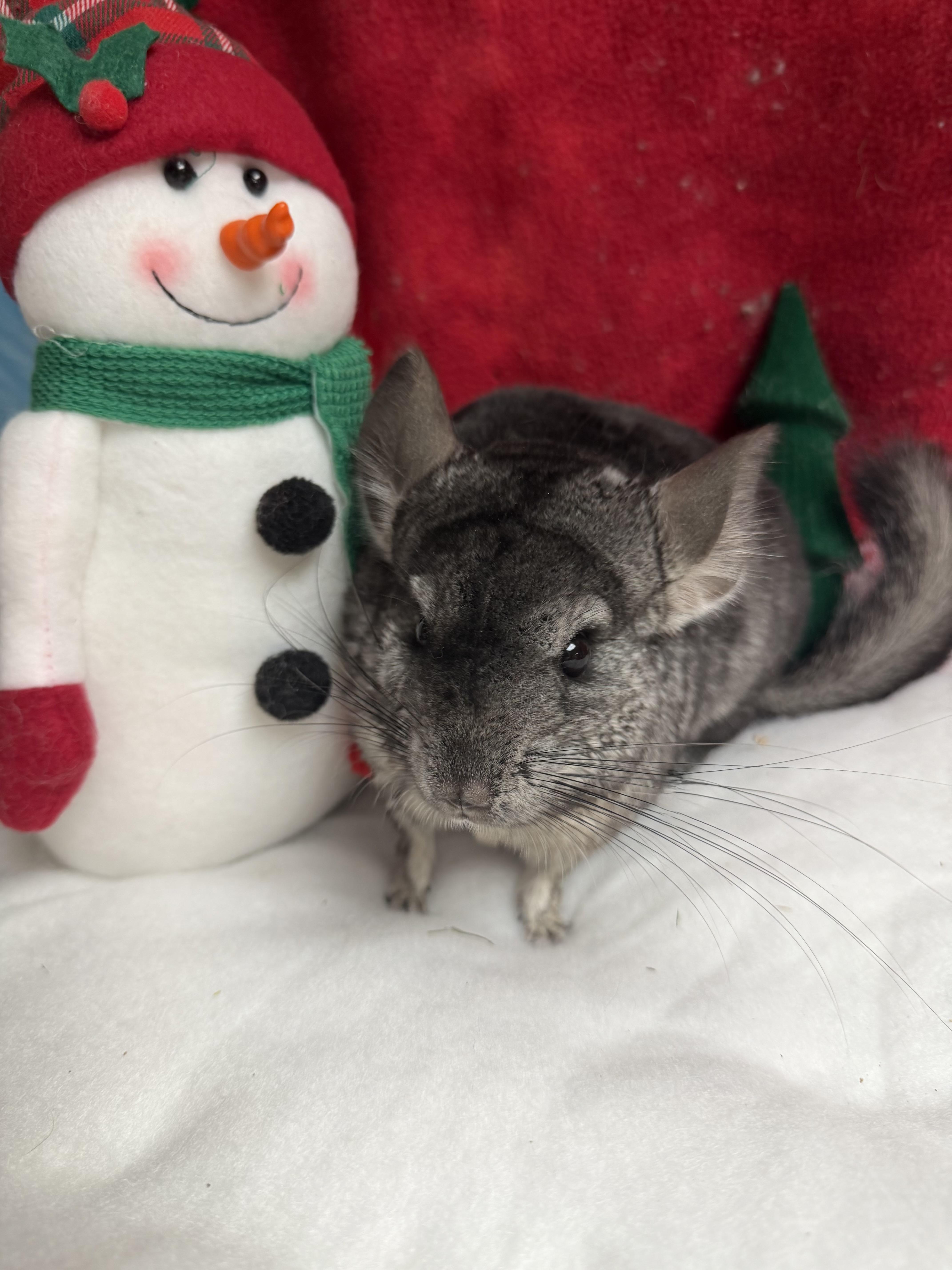 Iris and Myrtle: video!!, a Adoptable Chinchilla in Edinburg, PA image 5/6