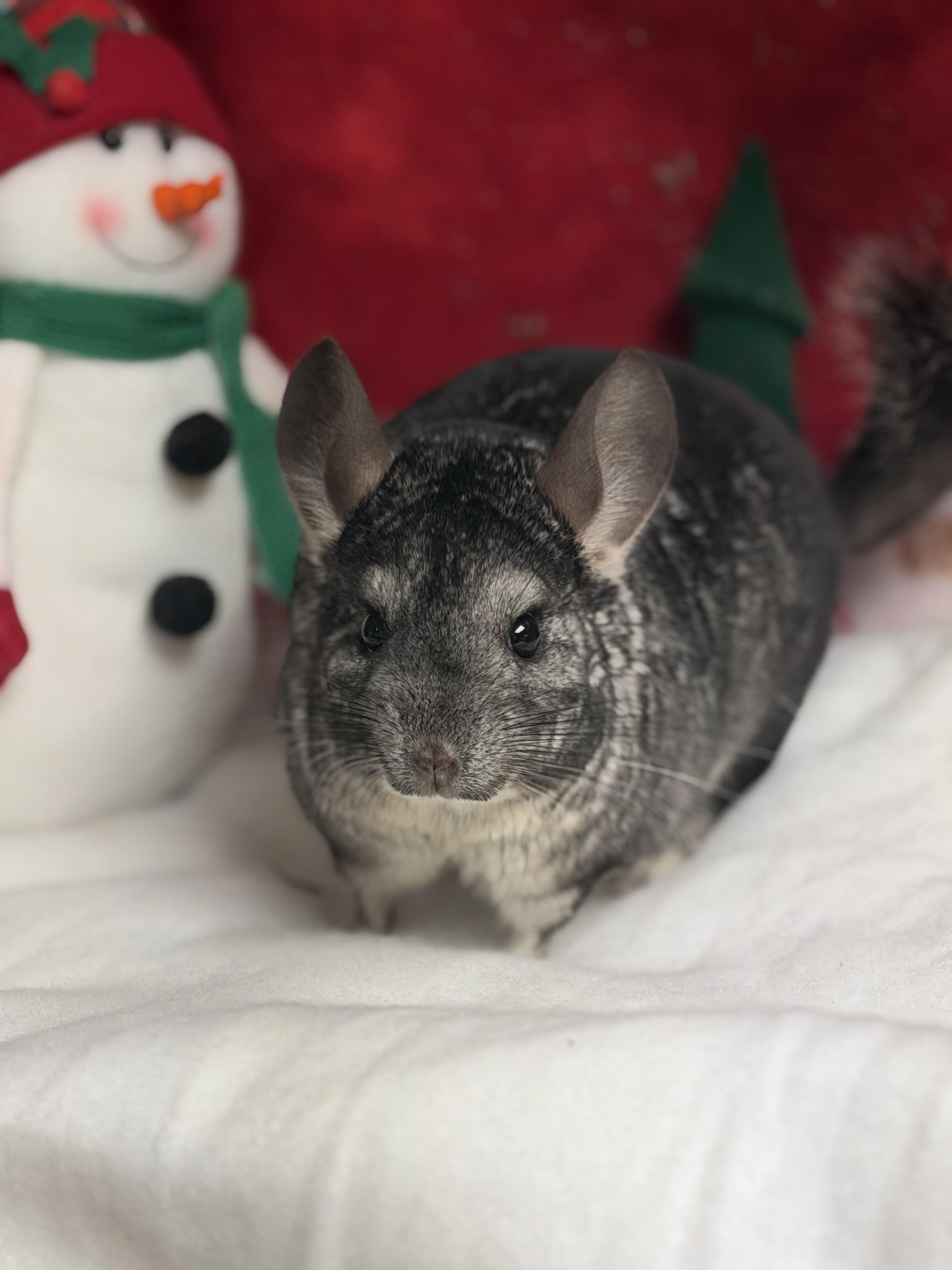 Iris and Myrtle: video!!, Adoptable, Adult Female Chinchilla.