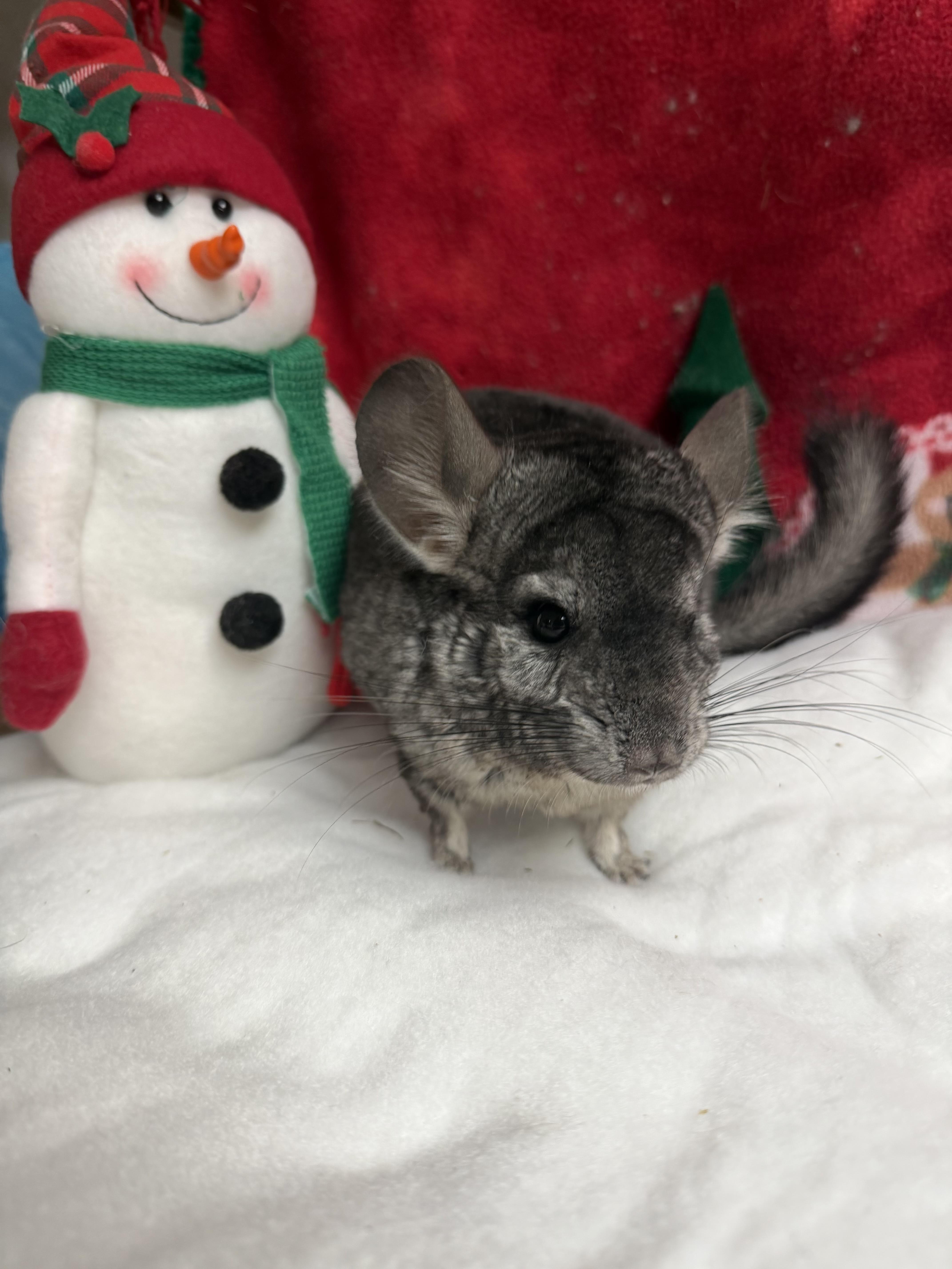 Iris and Myrtle: video!!, a Adoptable Chinchilla in Edinburg, PA image 6/6