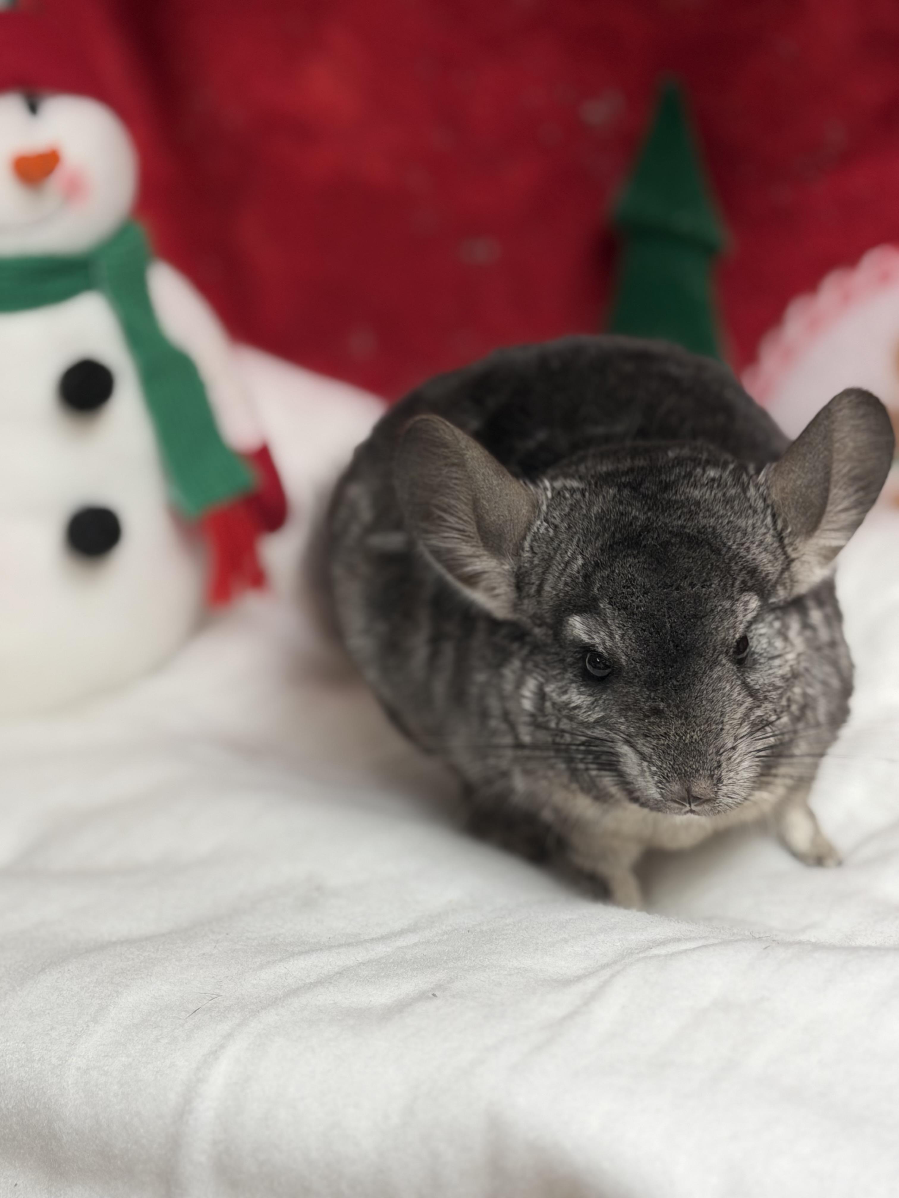 Iris and Myrtle: video!!, a Adoptable Chinchilla in Edinburg, PA image 2/6