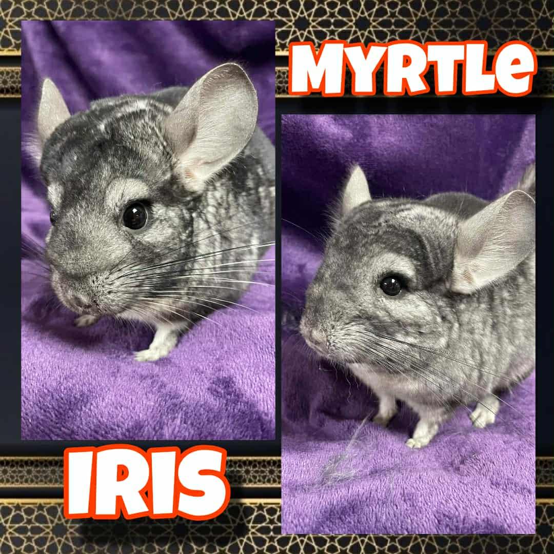 Iris and Myrtle: video!!, a Adoptable Chinchilla in Edinburg, PA image 3/6