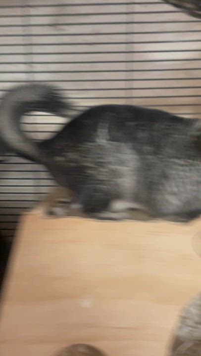 Enlarge Iris and Myrtle: video!!, a Adoptable Chinchilla in Edinburg, PA video 4/6