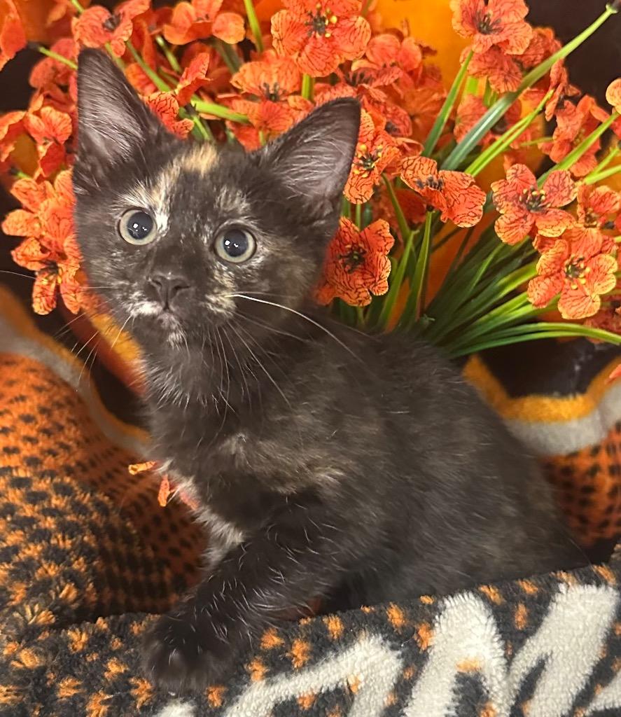 Enlarge 3/1/26 Dervio, a Adoptable mixed breed in Stillwater, OK image 1/1