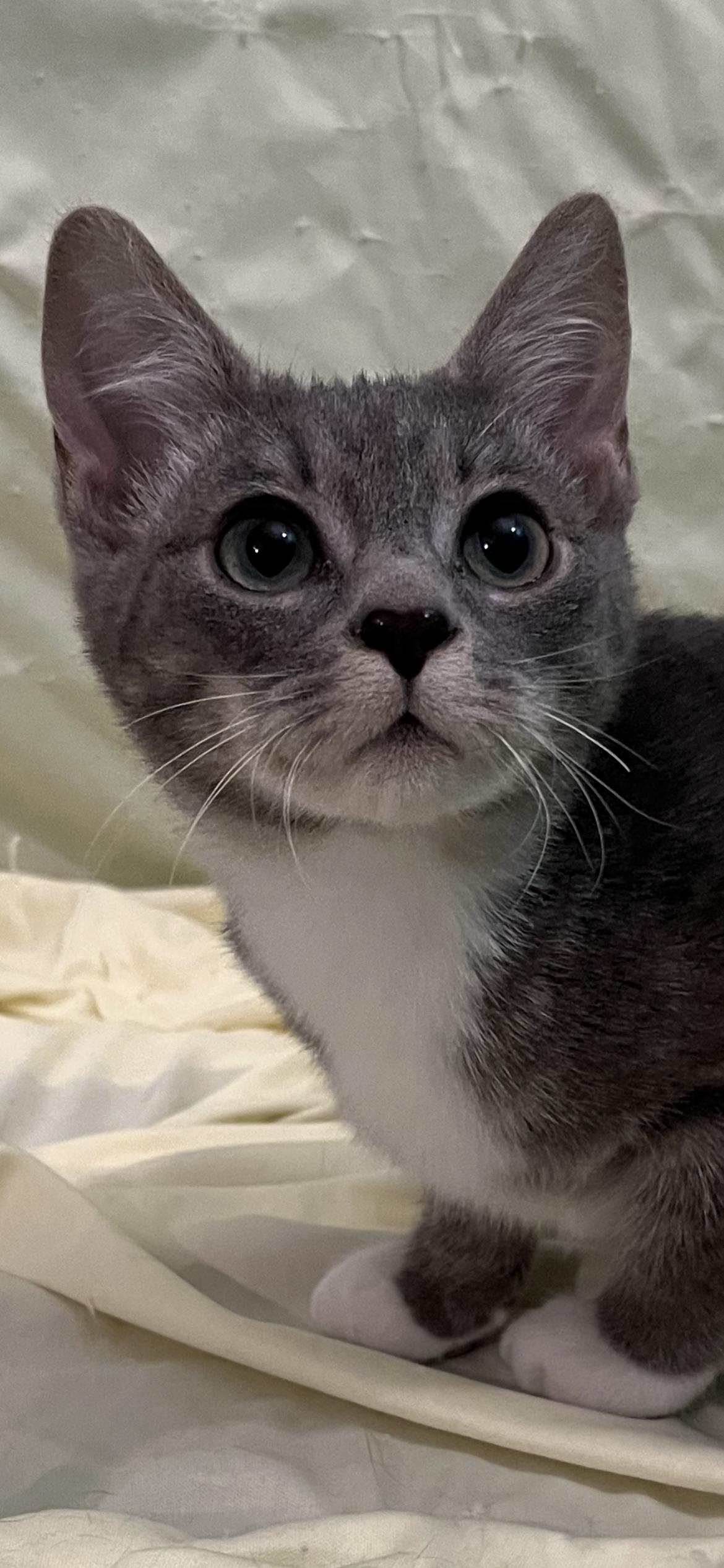 Enlarge Basil, a Adoptable Domestic Short Hair in Connelly Springs, NC image 1/6