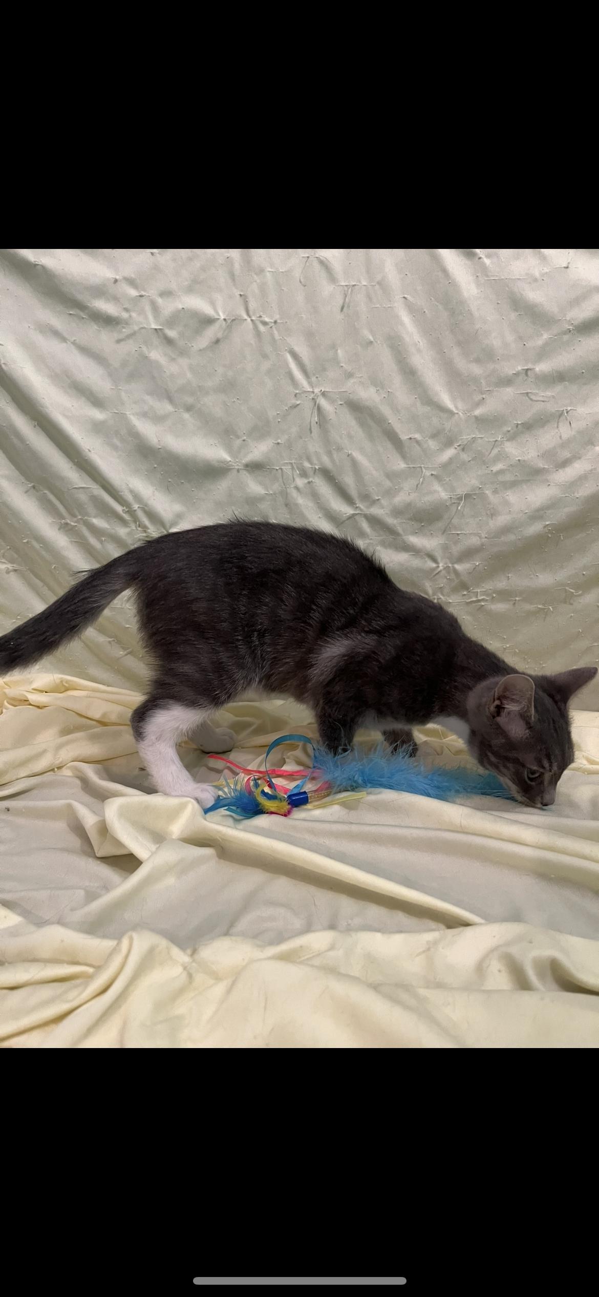 Enlarge Basil, a Adoptable Domestic Short Hair in Connelly Springs, NC image 4/6