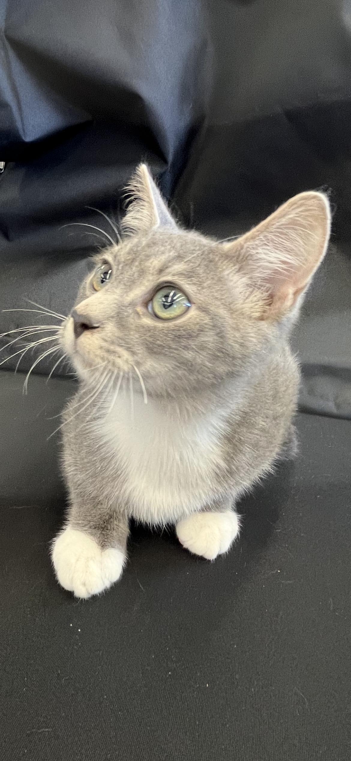 Enlarge Basil, a Adoptable Domestic Short Hair in Connelly Springs, NC image 2/6