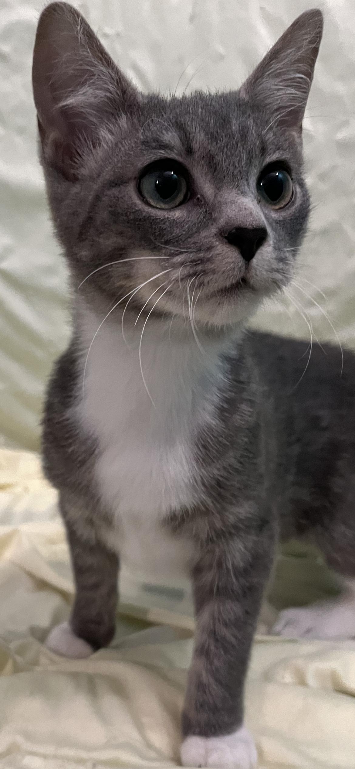 Enlarge Basil, a Adoptable Domestic Short Hair in Connelly Springs, NC image 6/6