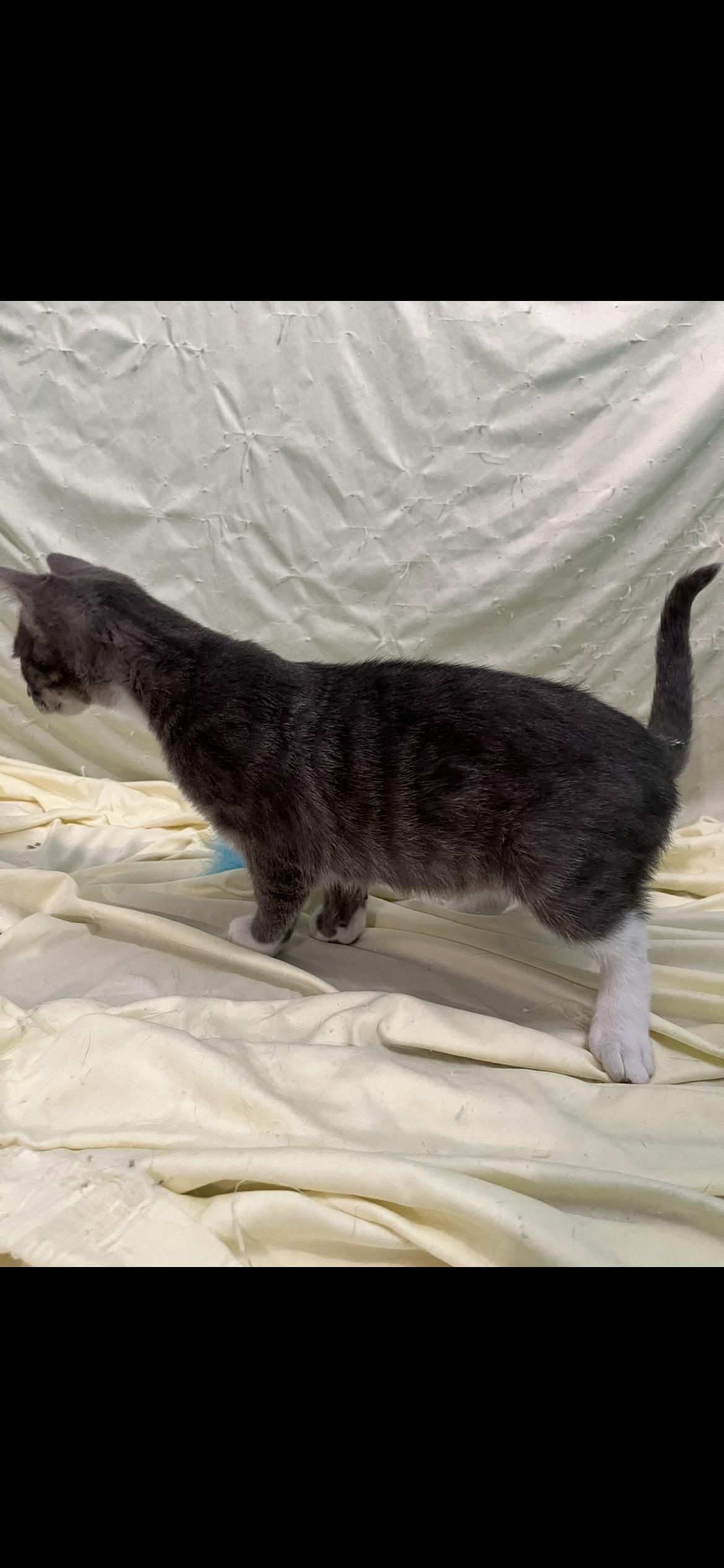 Enlarge Basil, a Adoptable Domestic Short Hair in Connelly Springs, NC image 5/6