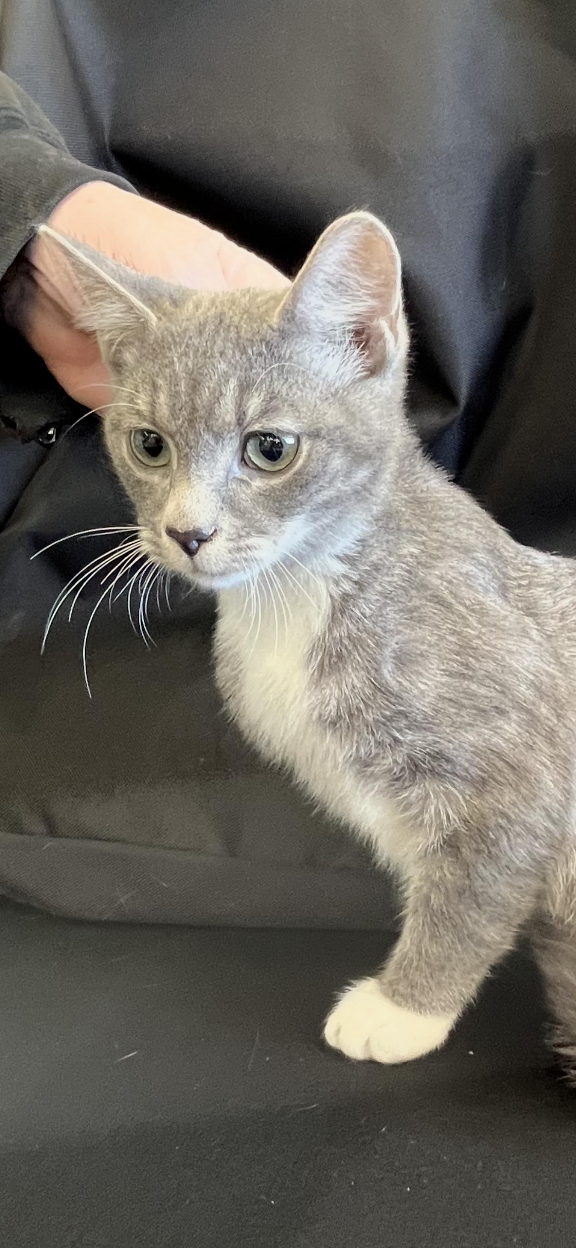 Enlarge Basil, a Adoptable Domestic Short Hair in Connelly Springs, NC image 3/6