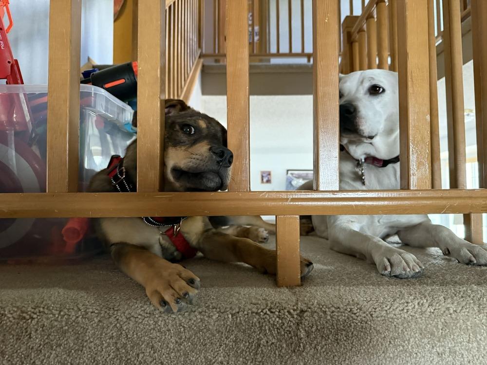 Enlarge Puddle, a Adoptable mixed breed in Aurora, CO image 2/6