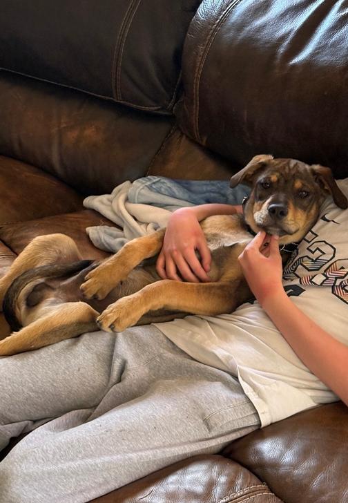 Enlarge Puddle, a Adoptable mixed breed in Aurora, CO image 3/6