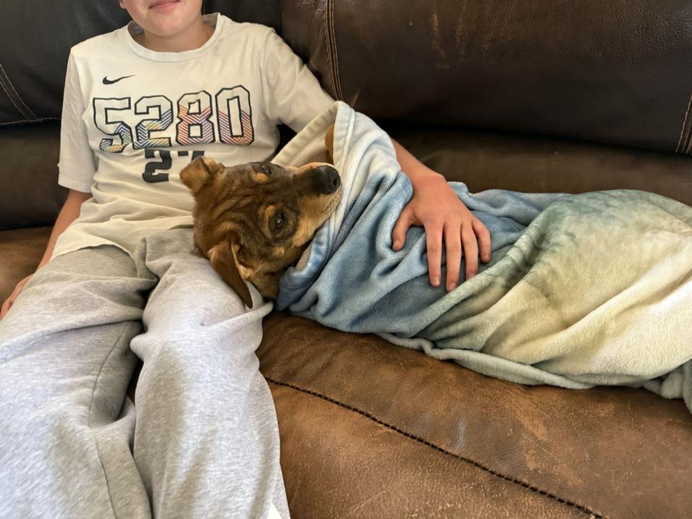 Enlarge Puddle, a Adoptable mixed breed in Aurora, CO image 5/6