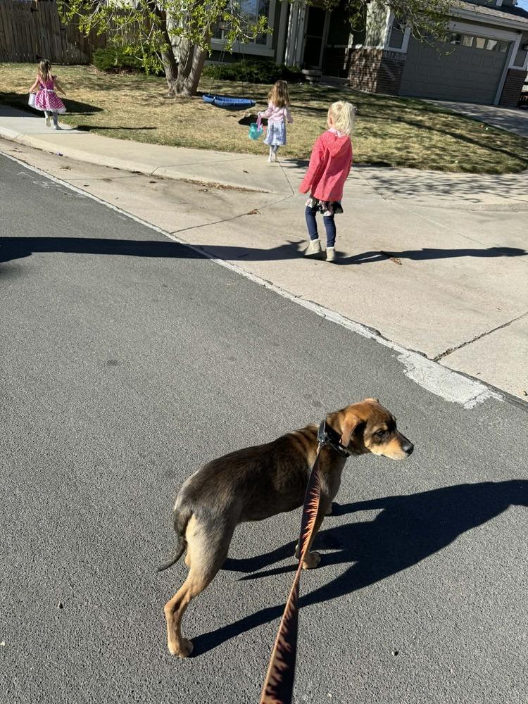 Enlarge Puddle, a Adoptable mixed breed in Aurora, CO image 6/6