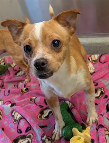 Enlarge ROSS, a Adoptable Chihuahua in San Martin, CA image 1/1