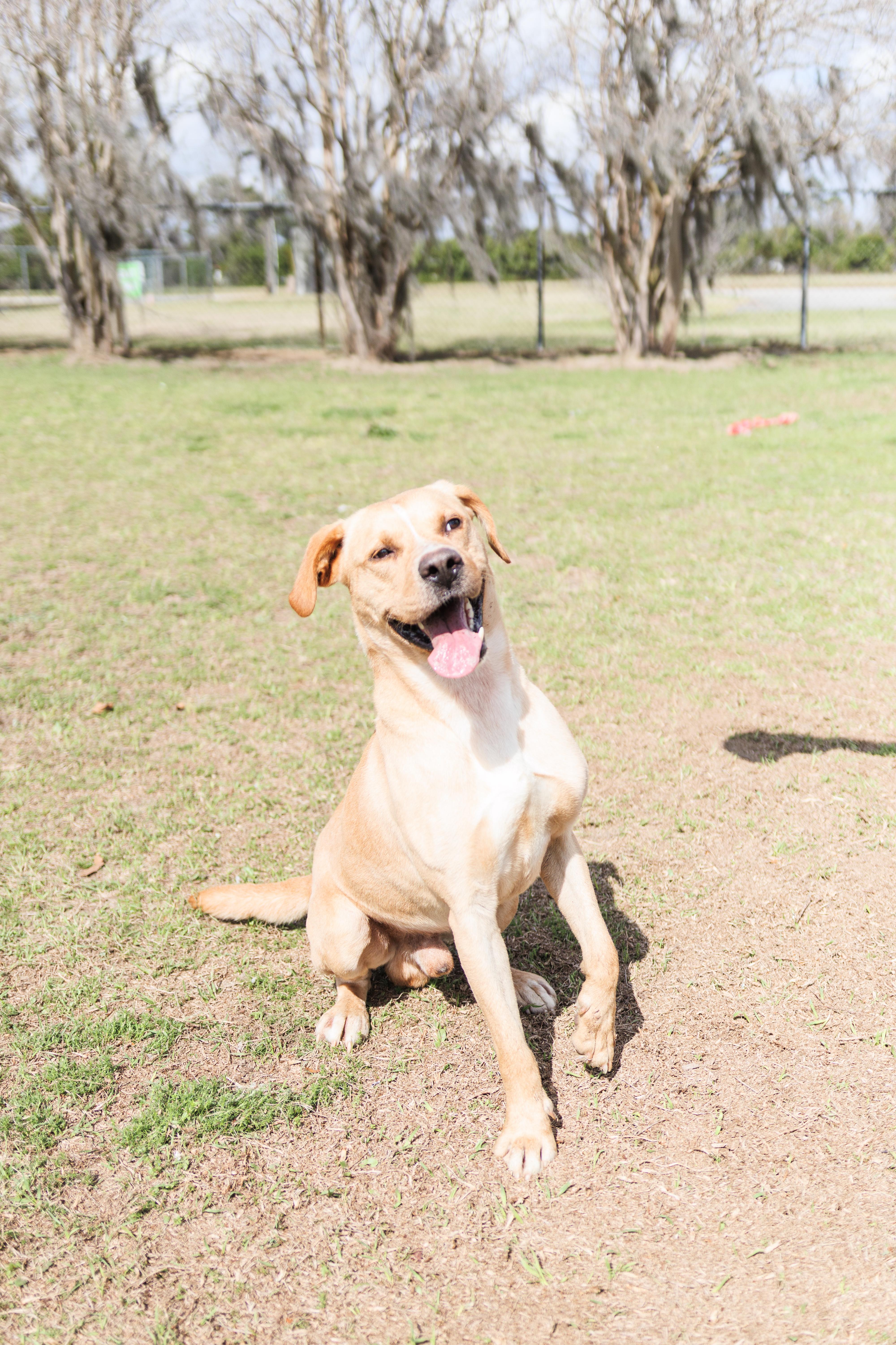 Enlarge Joe, a ADOPTABLE mixed breed in Valdosta, GA image 4/6