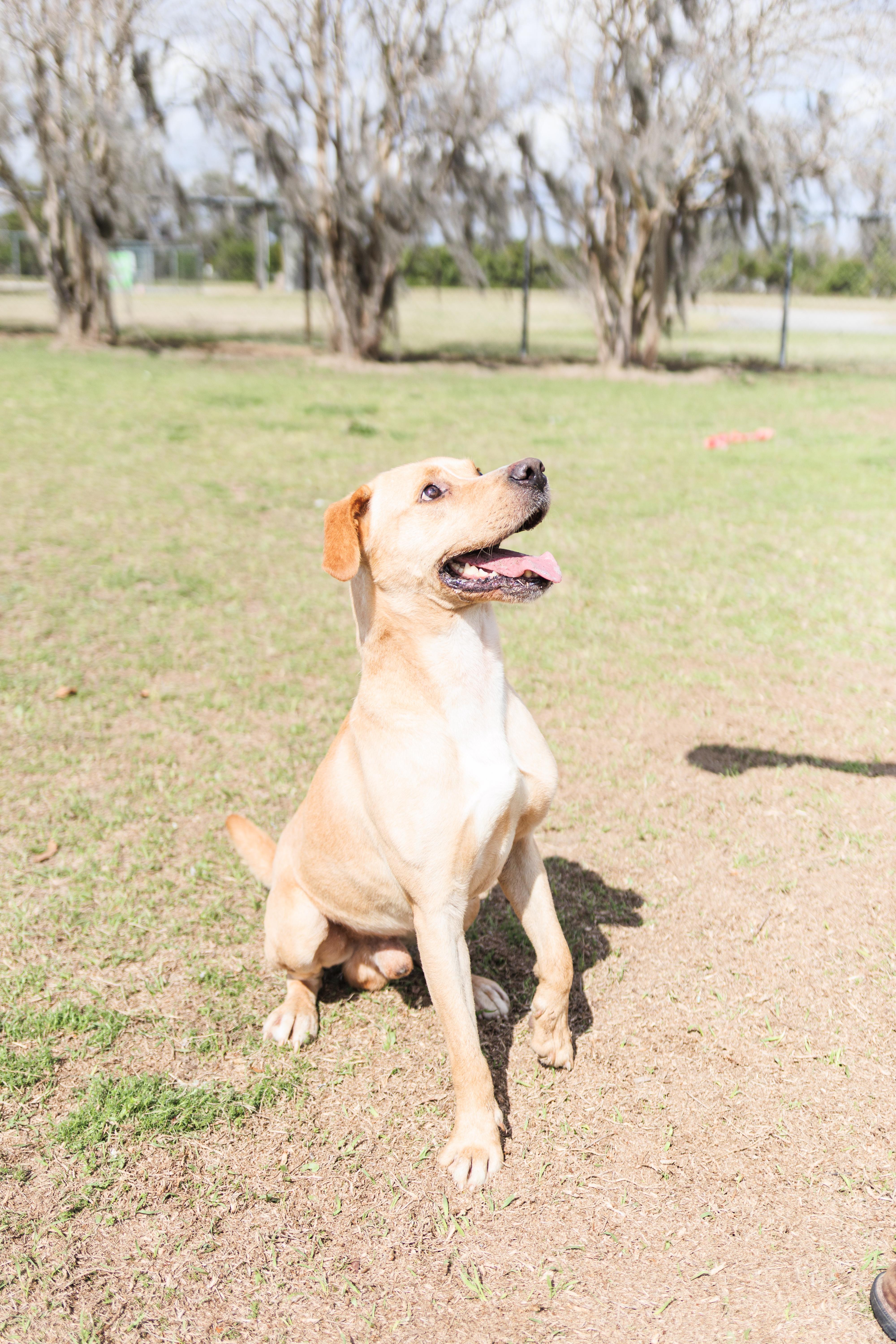 Enlarge Joe, a ADOPTABLE mixed breed in Valdosta, GA image 2/6