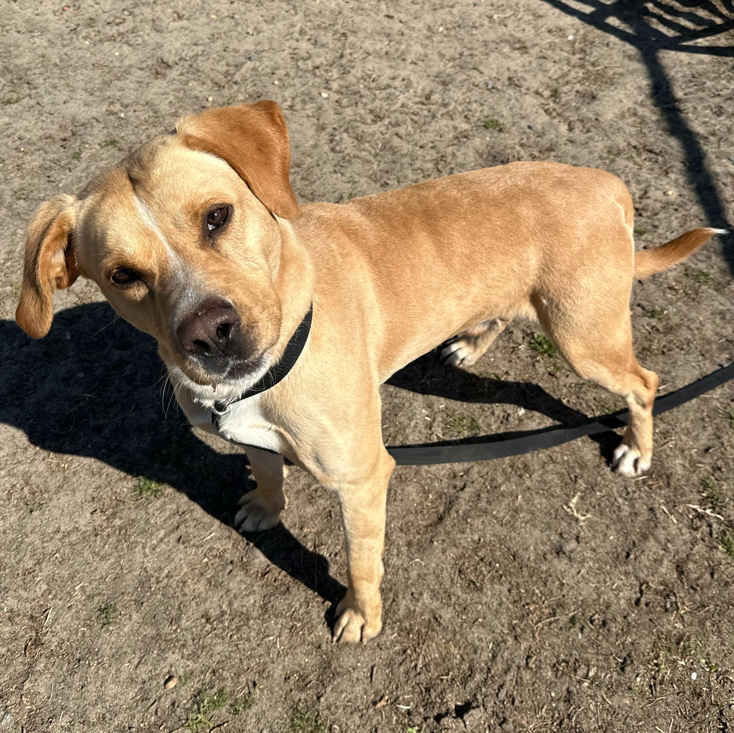 Joe, a ADOPTABLE mixed breed in Valdosta, GA image 1/4