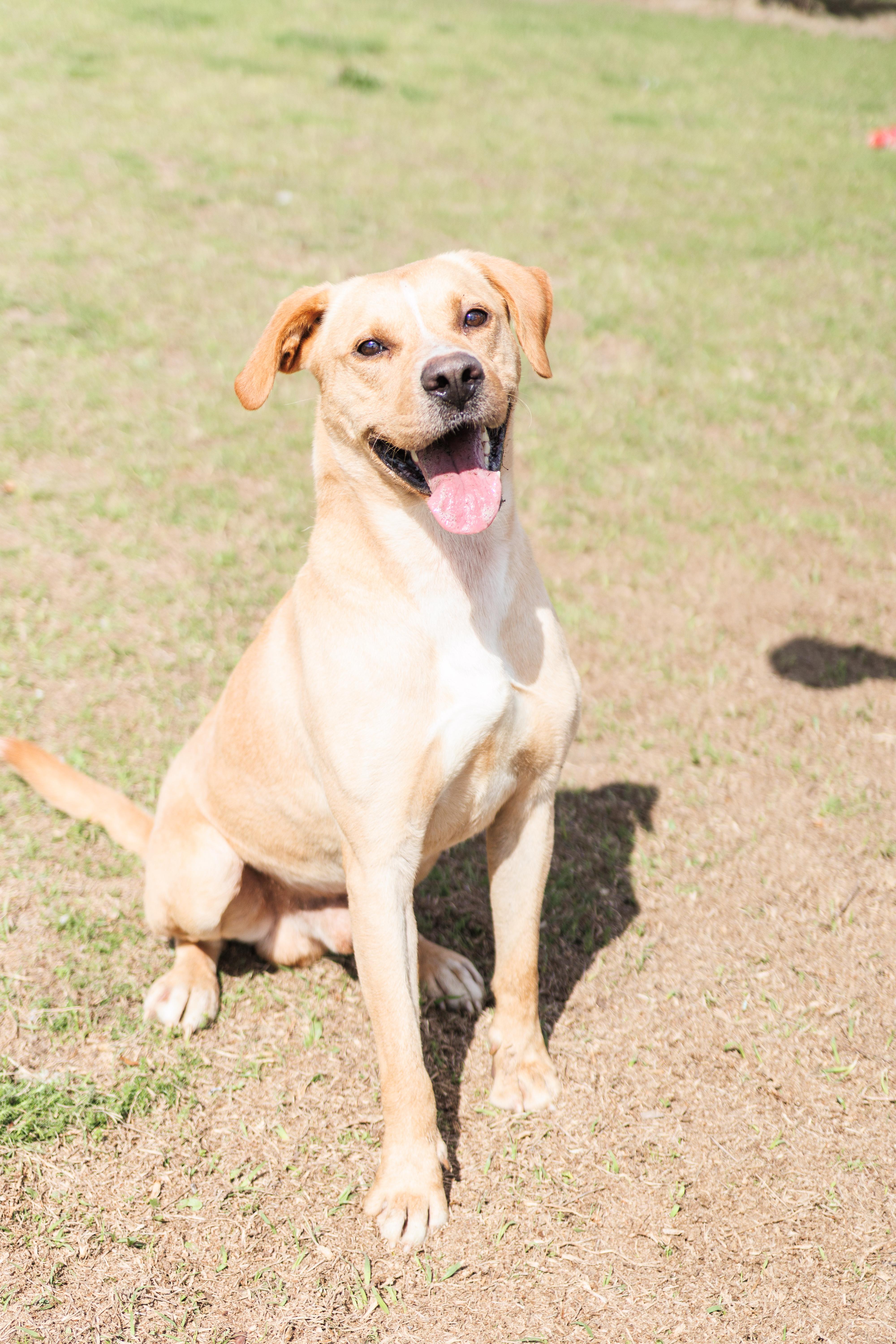 Enlarge Joe, a ADOPTABLE mixed breed in Valdosta, GA image 1/6
