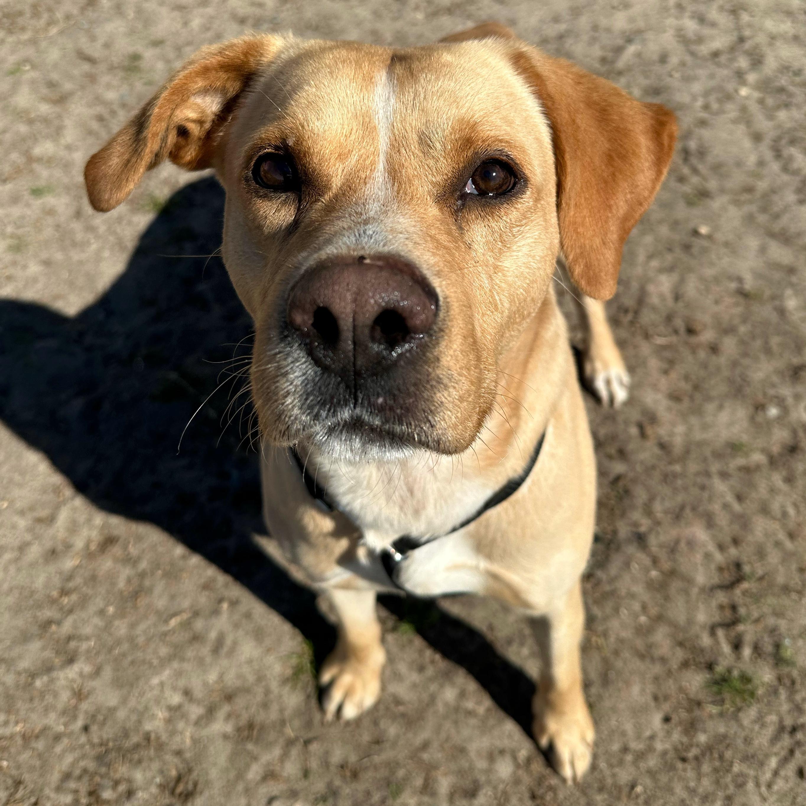 Joe, a ADOPTABLE mixed breed in Valdosta, GA image 3/4