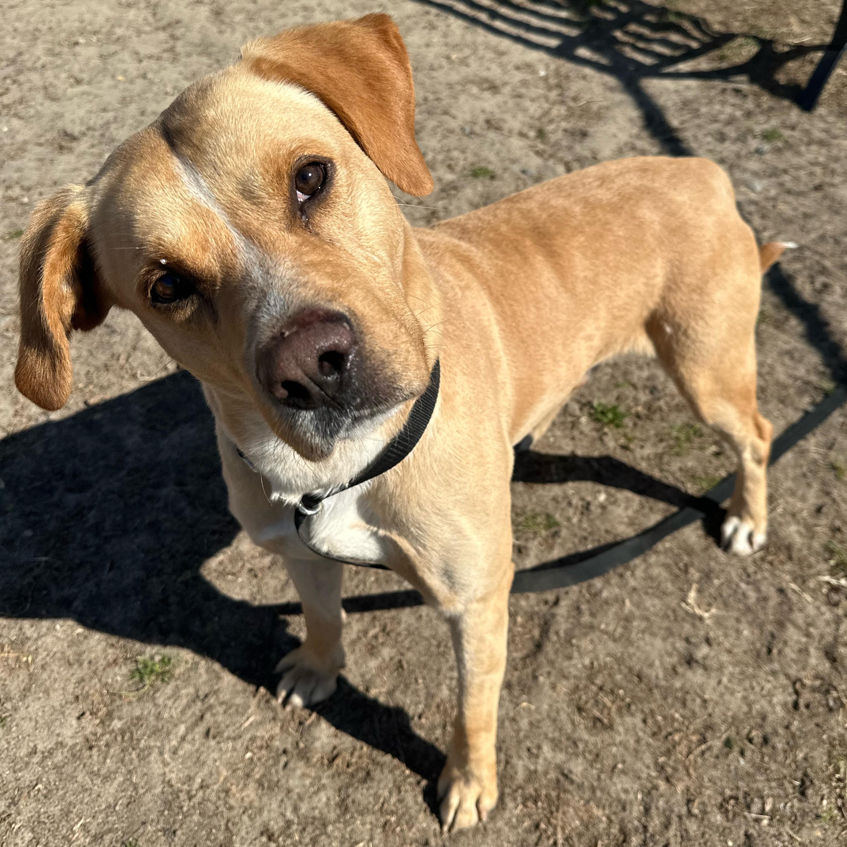 Joe, a ADOPTABLE mixed breed in Valdosta, GA image 4/4