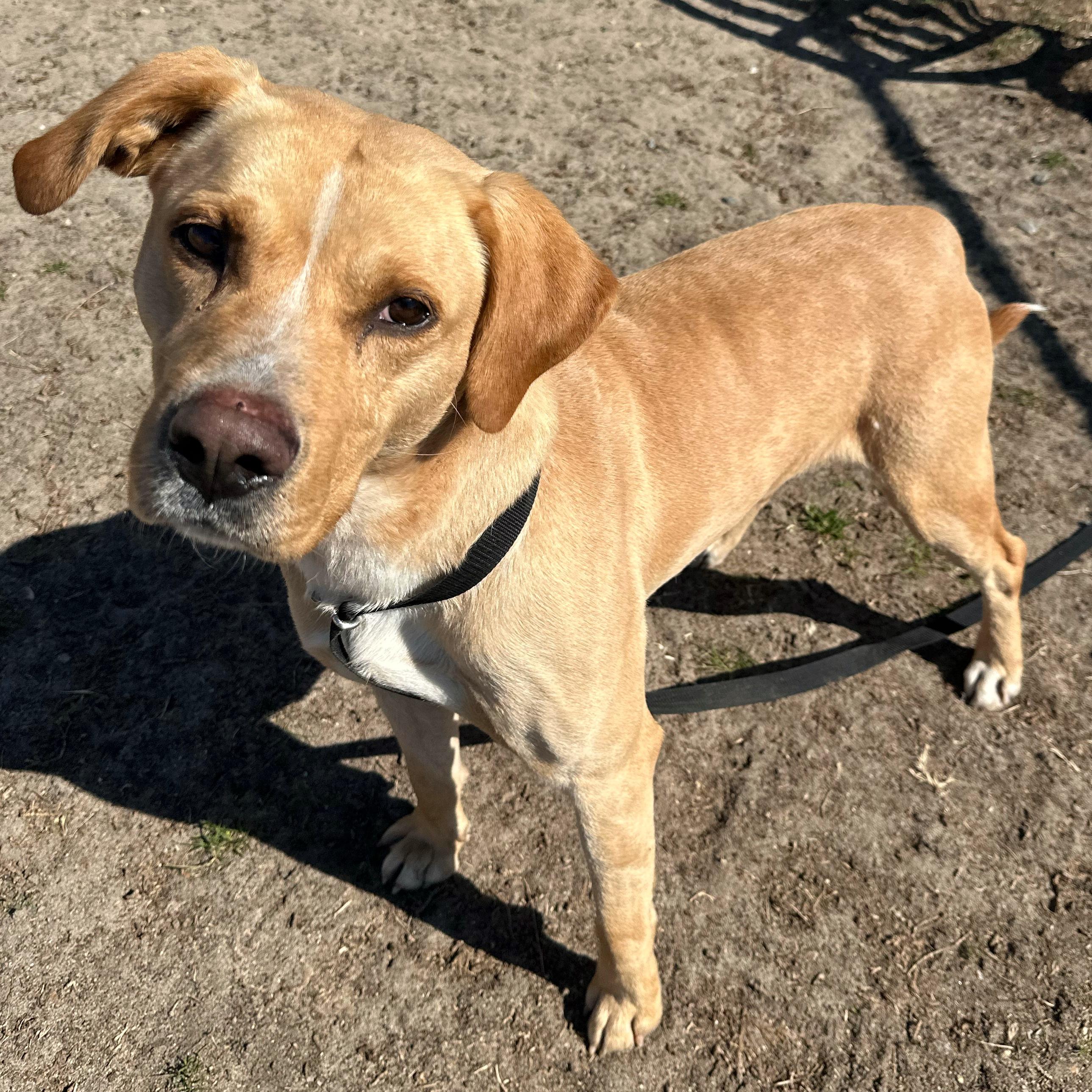 Joe, a ADOPTABLE mixed breed in Valdosta, GA image 2/4