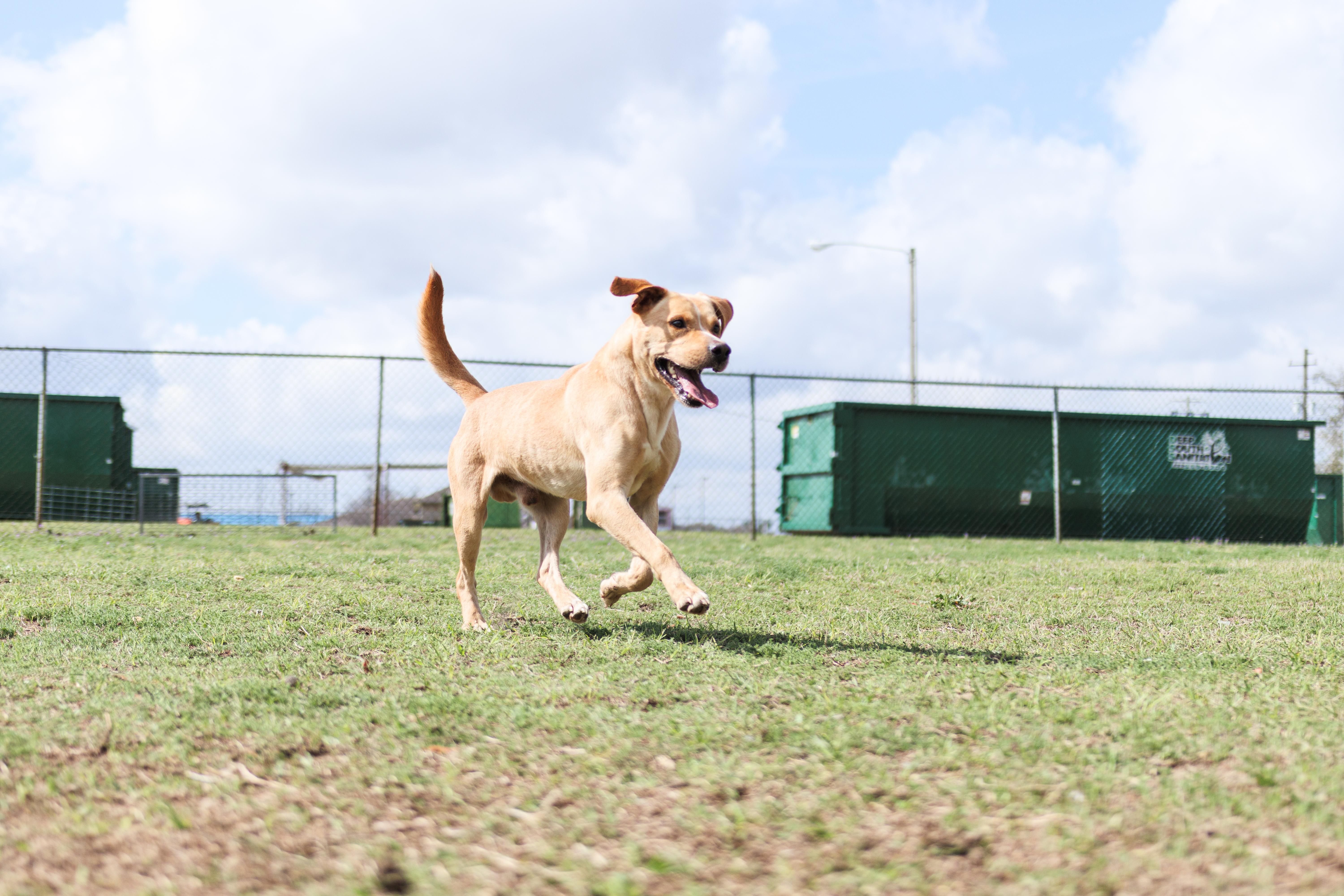 Enlarge Joe, a ADOPTABLE mixed breed in Valdosta, GA image 3/6