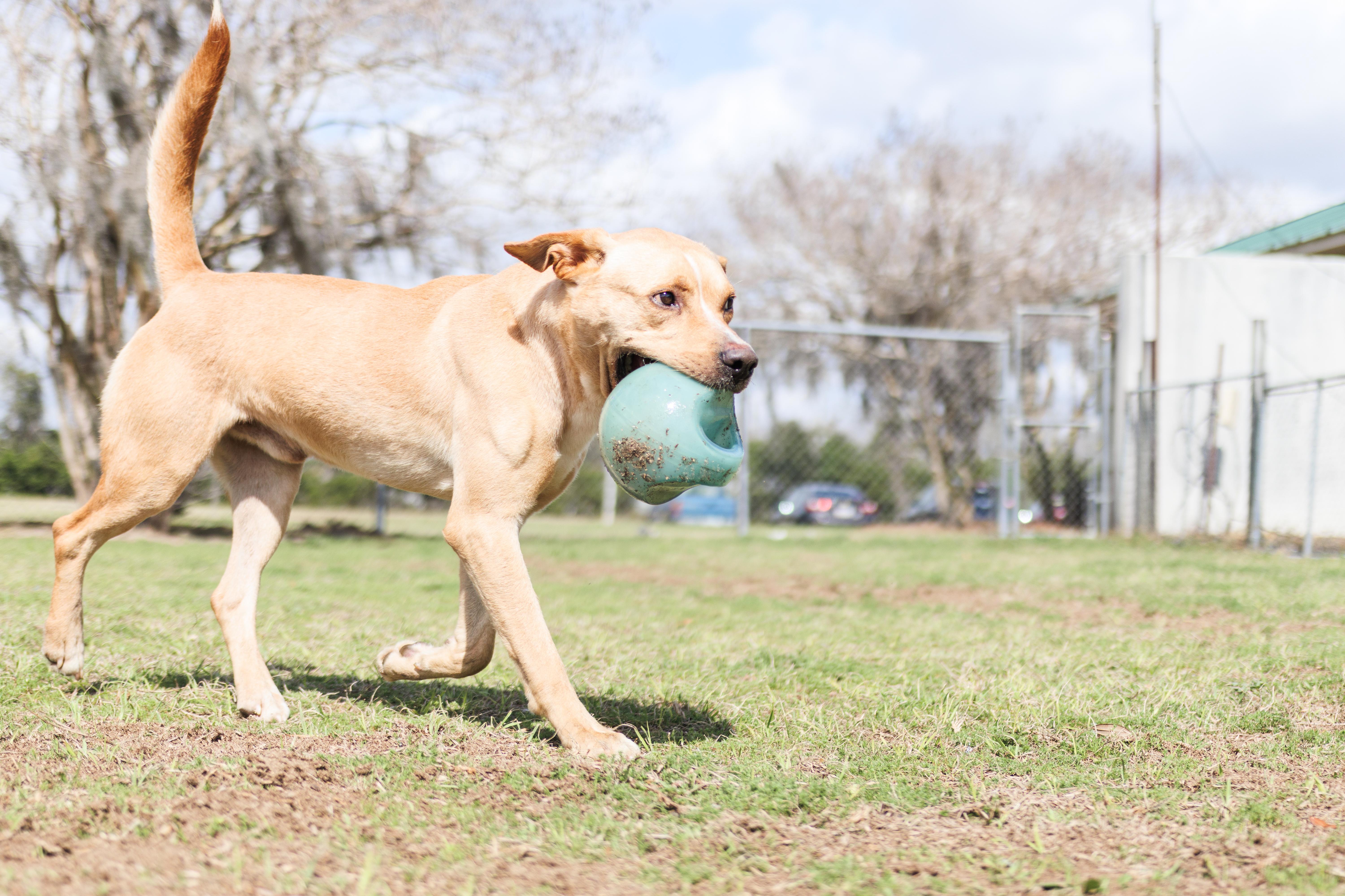 Enlarge Joe, a ADOPTABLE mixed breed in Valdosta, GA image 5/6