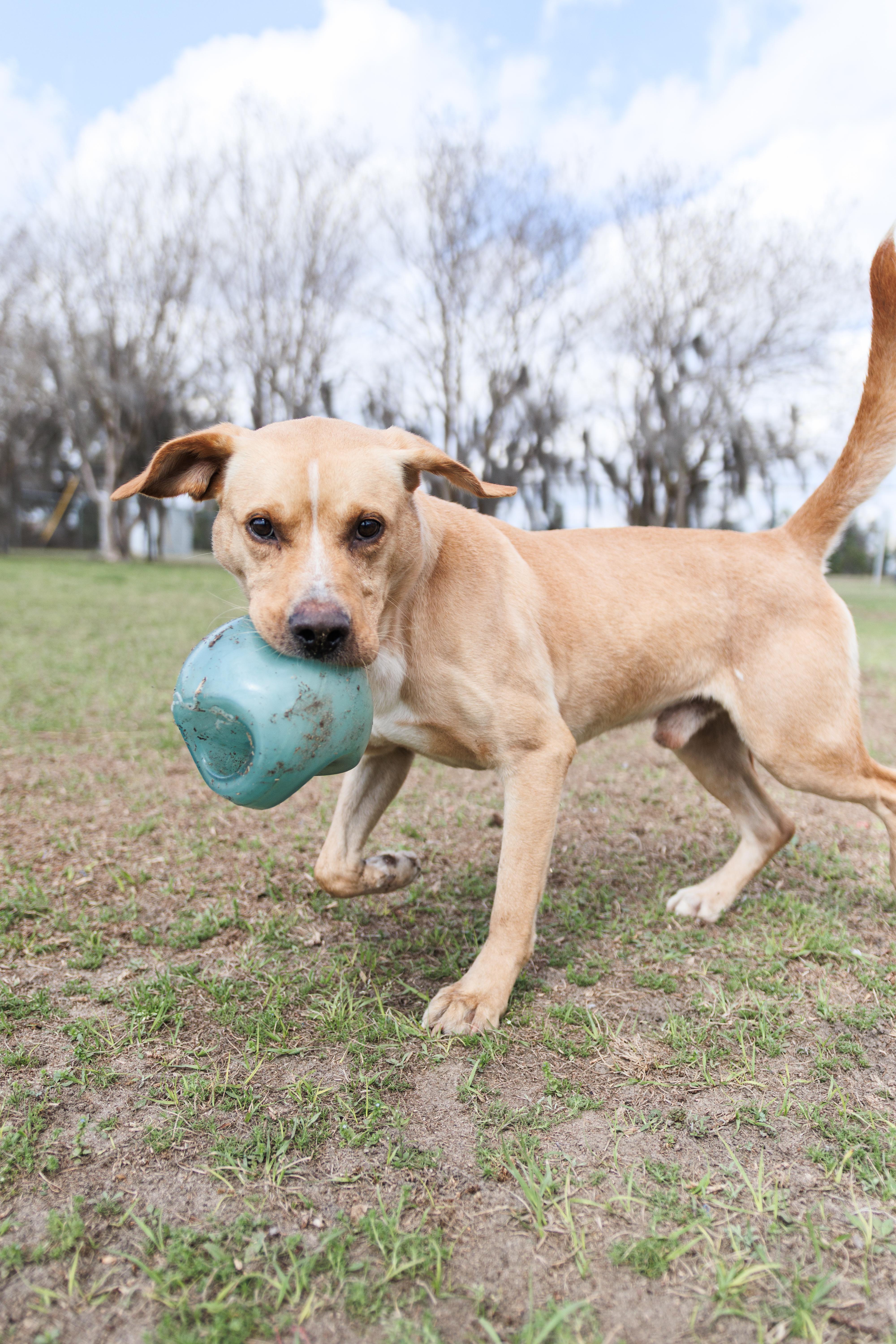 Enlarge Joe, a ADOPTABLE mixed breed in Valdosta, GA image 6/6