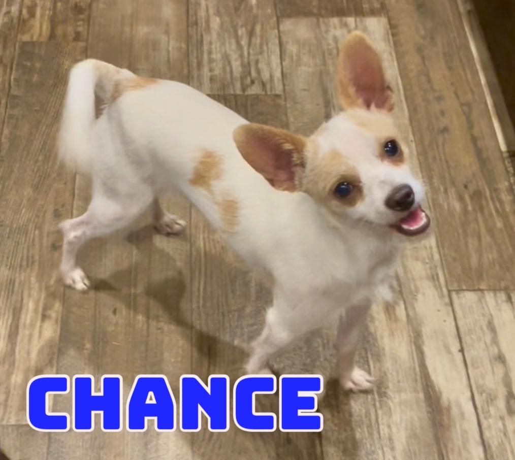 Chance in Texarkana TX, Adoptable, Young Male Chihuahua.