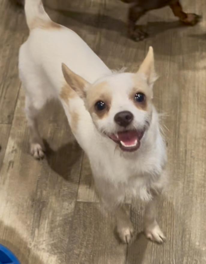 Chance in Texarkana TX, a Adoptable Chihuahua in Texarkana, TX image 2/5
