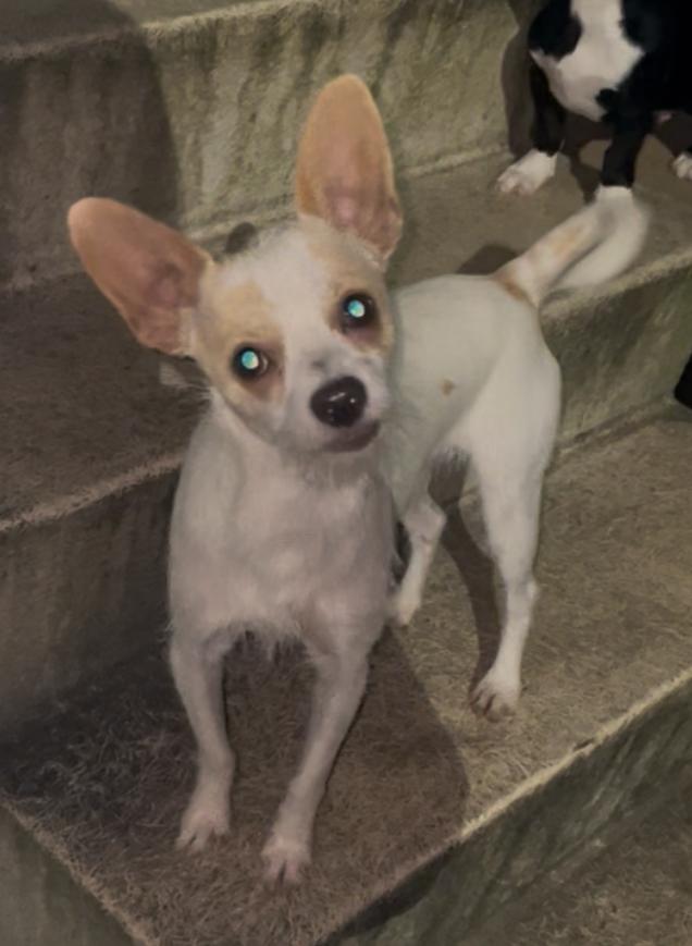 Chance in Texarkana TX, a Adoptable Chihuahua in Texarkana, TX image 3/5