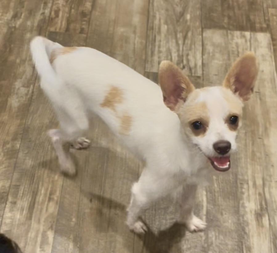 Chance in Texarkana TX, a Adoptable Chihuahua in Texarkana, TX image 4/5