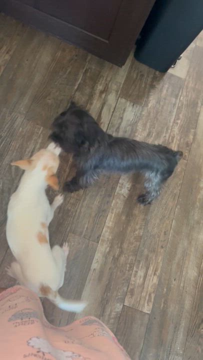 Enlarge Chance in Texarkana TX, a Adoptable Chihuahua in Texarkana, TX video 5/5