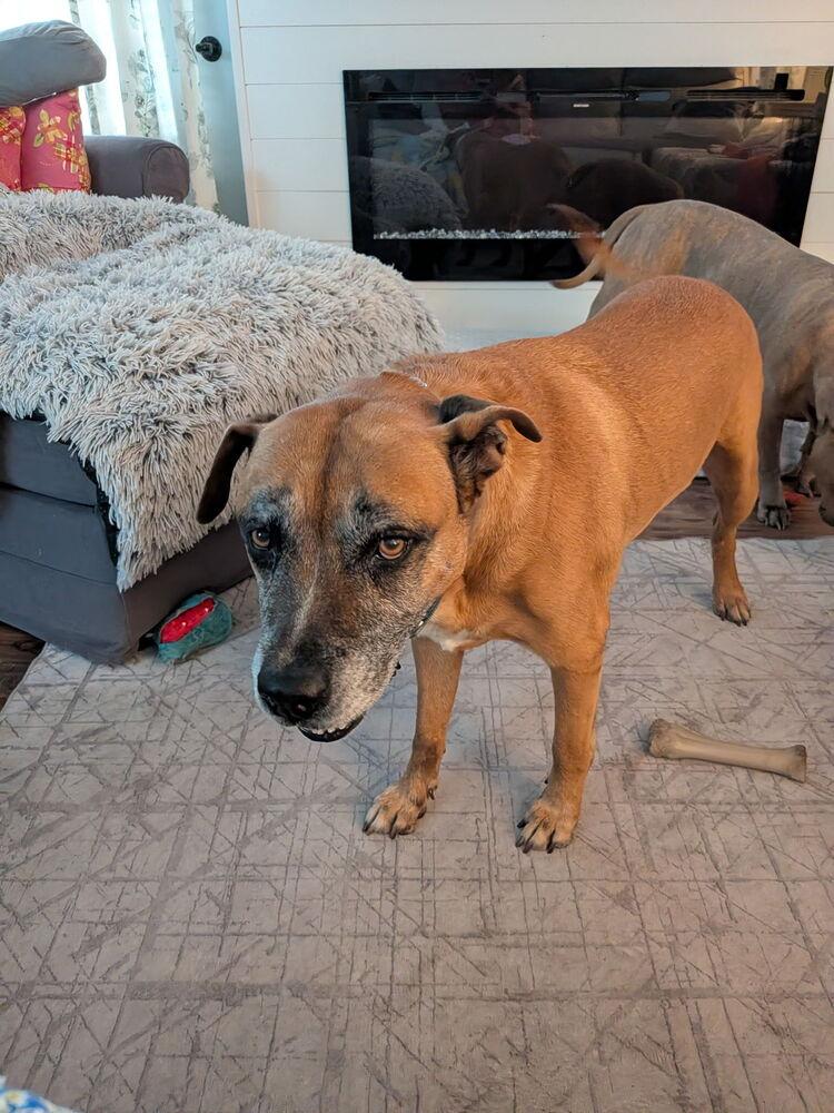 Loki, a Adoptable mixed breed in Melbourne Beach, FL image 1/6