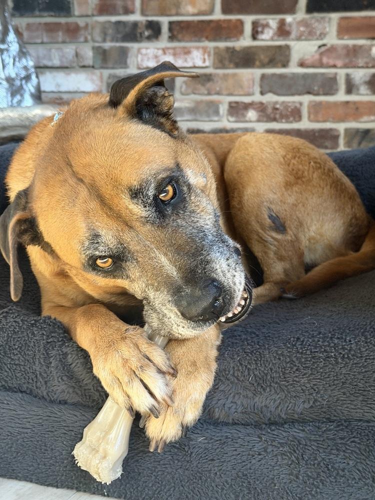 Loki, a Adoptable mixed breed in Melbourne Beach, FL image 2/6